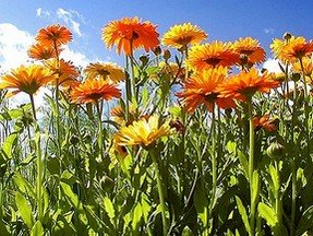 a field of calendula