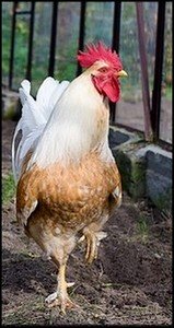 a rooster strutting around the chicken house