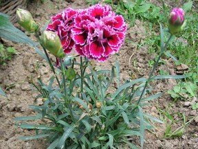 a carnation plant with 2 pink flowers and 3 buds