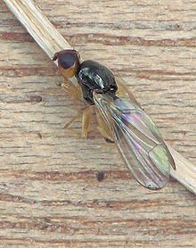 garden pests carrot fly