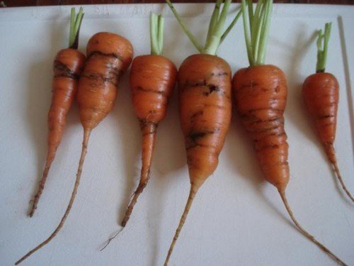 6 carrots affected with carrot fly