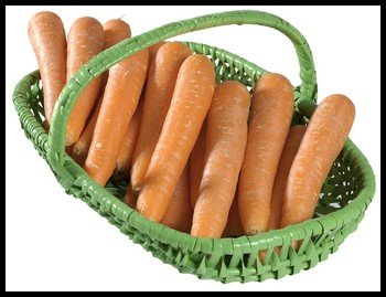 growing carrots