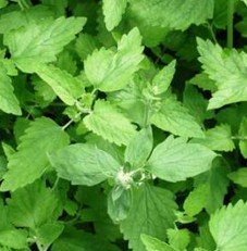 catnip herb