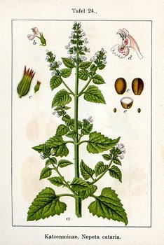 a botanical print showing nepeta cataria or catnip