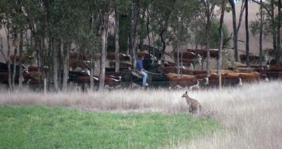 a herd of weeners that had been feeding on the stock route were quietly led past the front fence to a holding paddock up the road a bit.