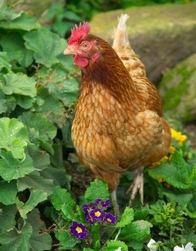 An organic raised chicken in some flowers.