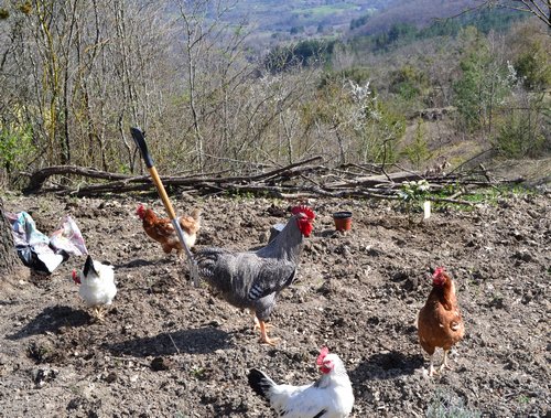 My chickens free ranging in my new garden