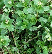 A-Z of Medicinal Herbs and How to Use Them Xchickweed.jpg.pagespeed.ic.wJTOc3b2kY