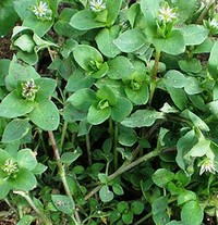 chickweed