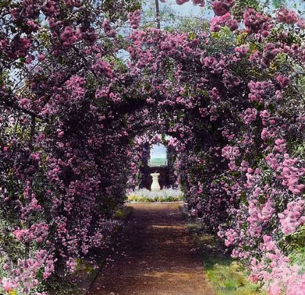 Climbing Roses