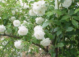 Climbing Roses