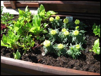 companion planting with marigolds