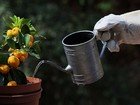 Container gardening thumbnail