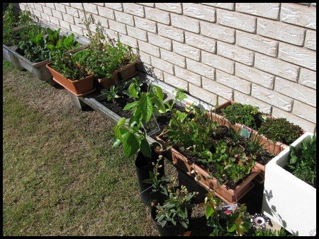 container vegetable garden