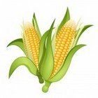 How to grow corn thumbnail