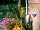 Pretty annuals in a cottage garden.