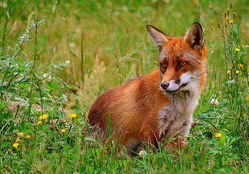 A red fox sitting in a field.