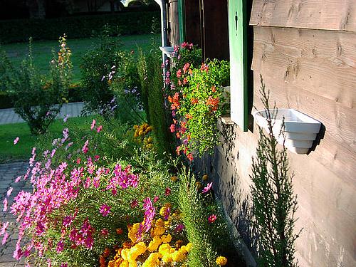 A cottage garden in full bloom.