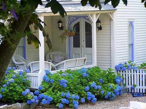 A cottage garden of hydrangeas around an old country home