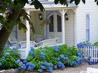 A country cottage surrounded by hydrangeas.