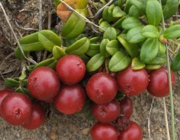 Cranberries growing ready to be picked.