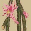 creeping cereus