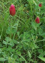 crimson-clover