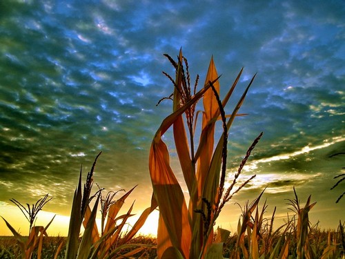 Crop insurance is important for this field of maize.