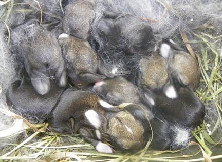 A litter of newly born cross-bred Dutch x Flemish Giants