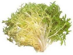 chicory or curly endive