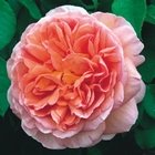 David Austin Roses Thumbnail