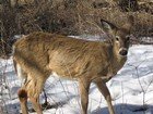 Deer hunting season
