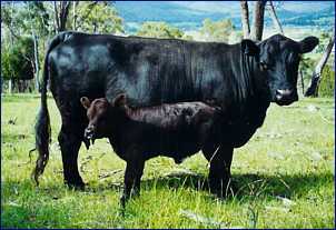 Dexter Cattle