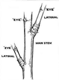 Diagram of rose parts