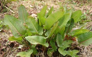 broad dock leaves used for nettle stings