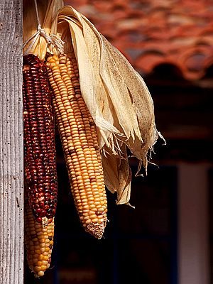 Corn cobs hanging up to dry