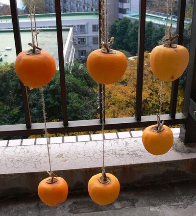 A1 novel way of drying fruit. Persimmons drying from a balcony.