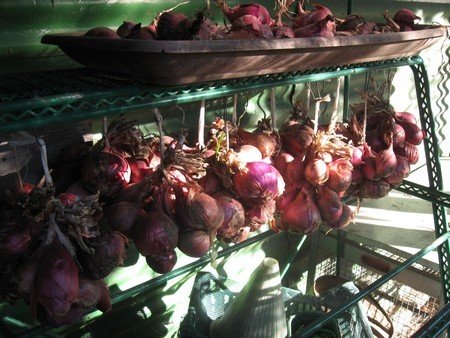 drying onions