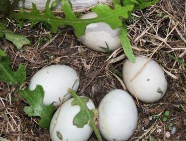 duck eggs