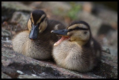 Raising Ducks