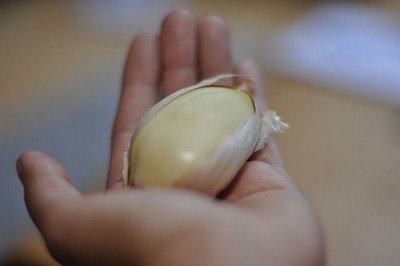 An elephant garlic clove in the palm of a hand.