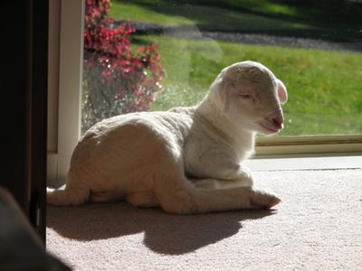 Terry Lamb 5 days old (we think)