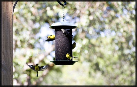 feeding wild birds in your garden