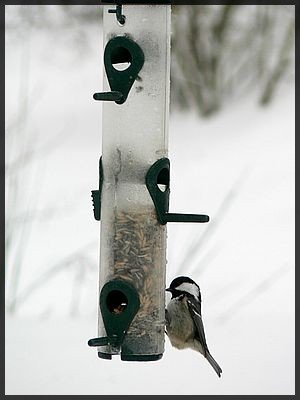 feeding wild birds in winter