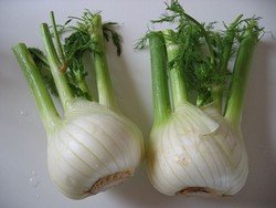 fennel bulbs