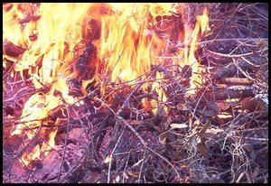 fire used to clean out chicken pens