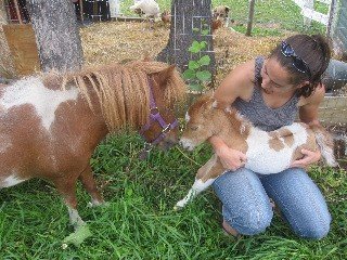 miniature horse and foal