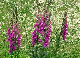 Foxglove