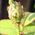 Aphids on a rose bud.