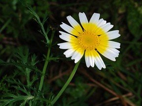 a close up of a single garland chrysanthemum flower